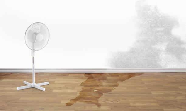 Best Flood damage cleanup  in Spruce Pine, NC