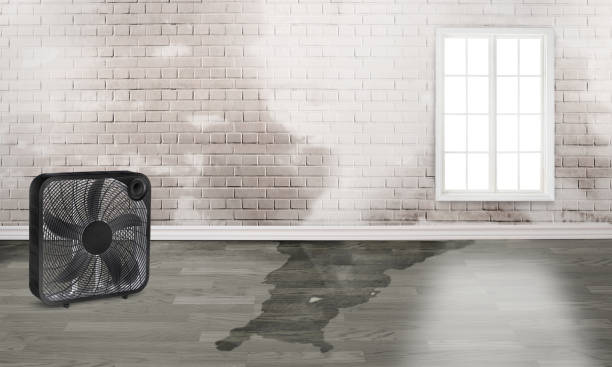 Best Mold removal after water damage  in Spruce Pine, NC